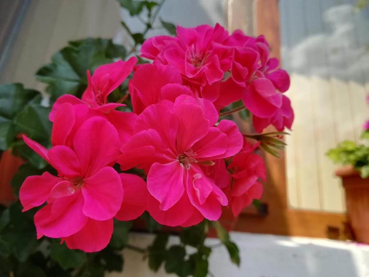 Guest House Ganovi Kalofer Εξωτερικό φωτογραφία